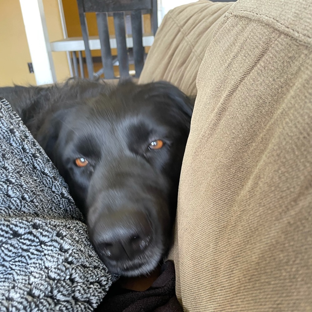 Meet your Posher, Sylvia